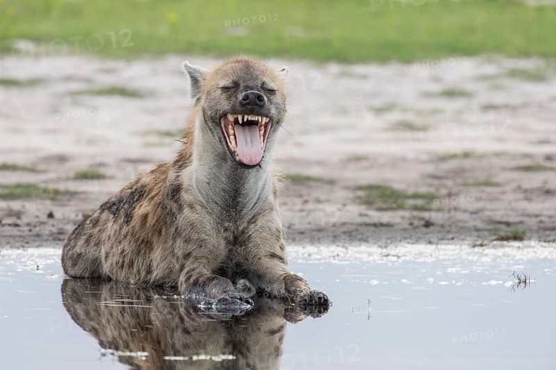 Spotted Hyena (Crocuta crocuta) yawning