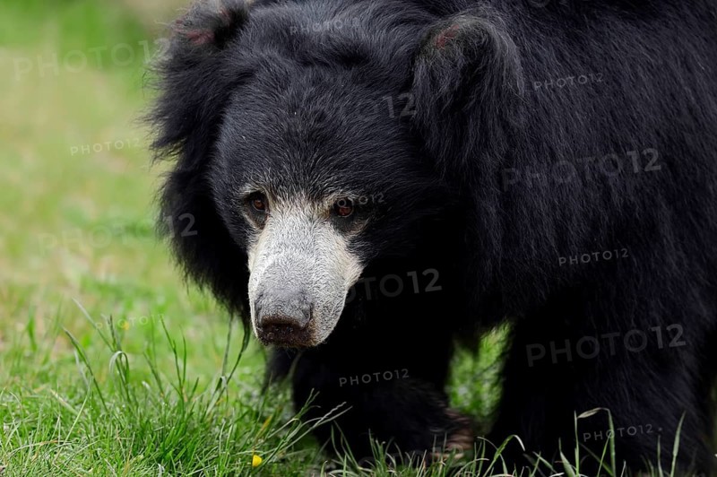 Sloth Bear or Stickney Bear (Melursus ursinus
