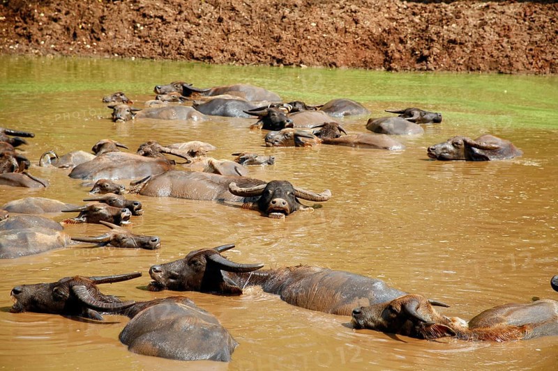 Water Buffalo (Bubalus arnee) in water