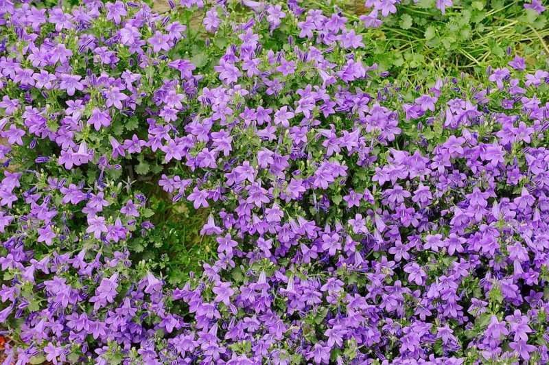 Dalmatian Bellflower or Adria Bellflower (Campanula portenschlagiana)