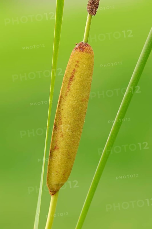 Lesser Bulrush (Typha angustifolia)