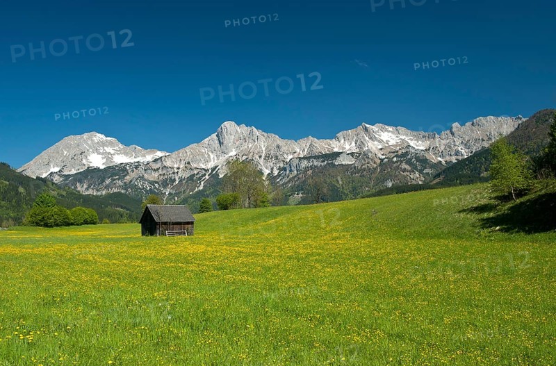Wooden hut on flower meadow