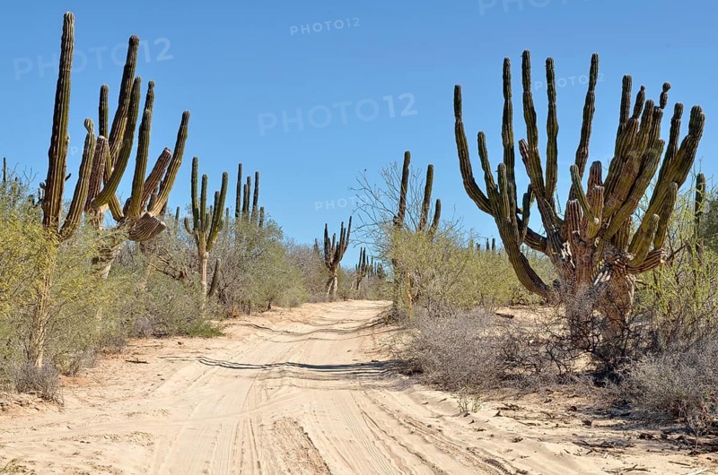 Sandy road with Cardon cactus (Pachycereus pringlei) cactus desert at La Ventana