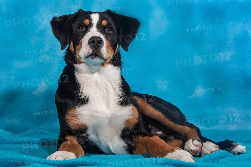 Appenzell Cattle Dog