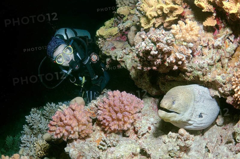 Diver watching a Giant Moray (Gymnothorax javanicus) during night diving