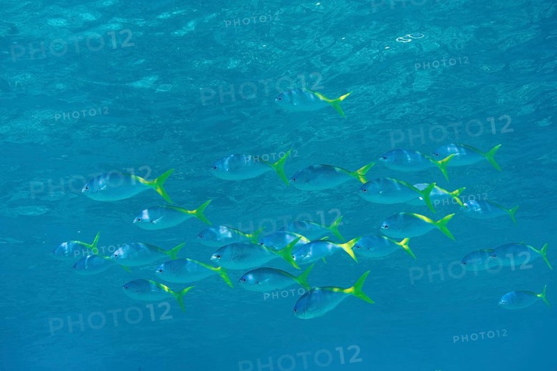 Yellow and Blueback Fusiliers (Caesio teres)