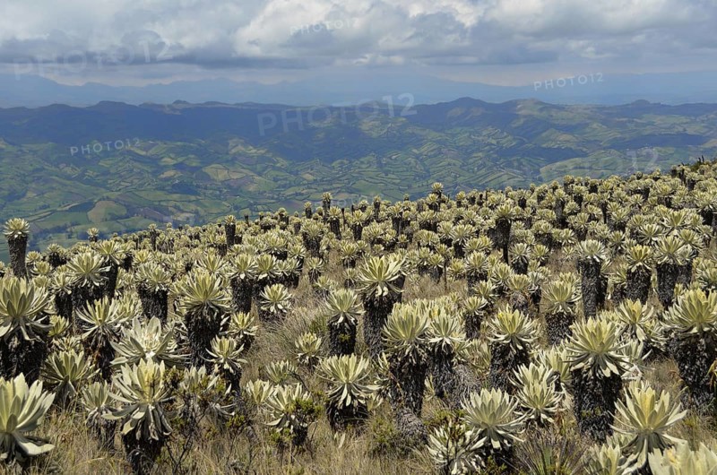 Frailejon or Fraylejon (Espeletia pycnophylla) plants in the paramo landscape