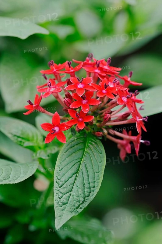 Egyptian Starcluster (Pentas lanceolata)