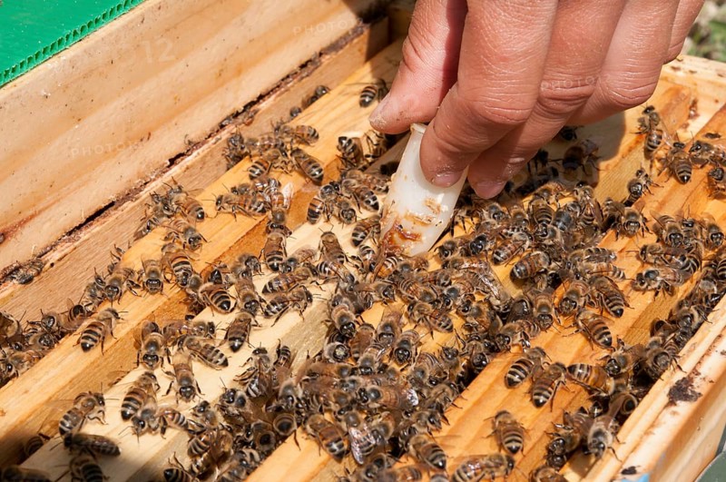 Beekeeping