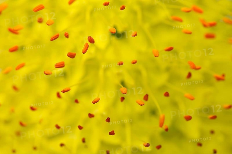 Stamens