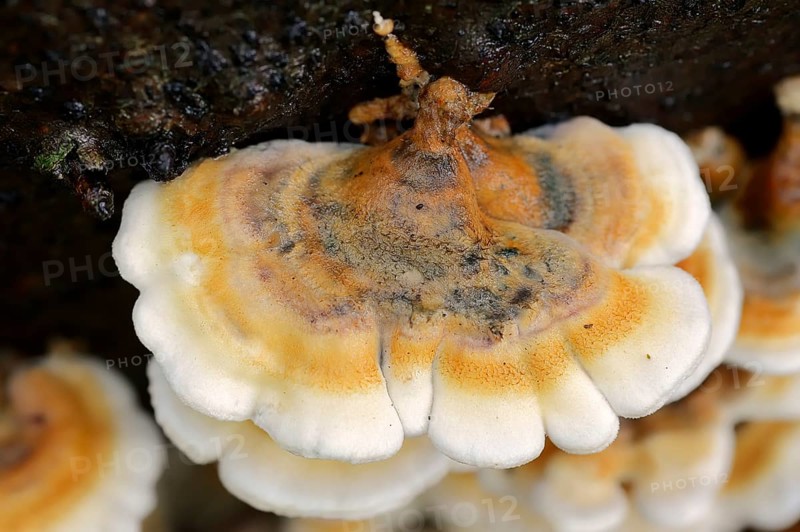 Plicatura fungus (Plicatura crispa)