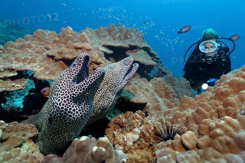 Two Laced Morays (Gymnothorax favagineus) at a coral reef
