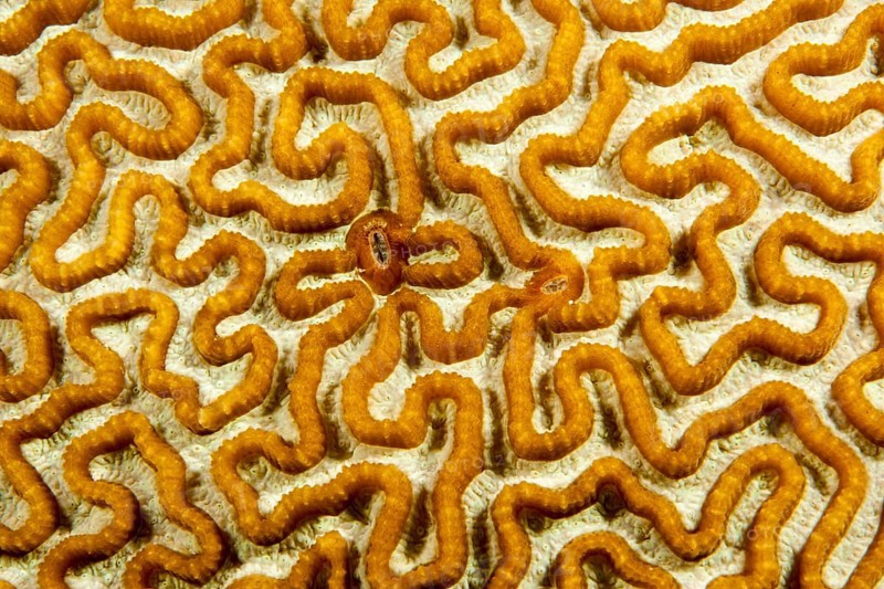 Brain Coral (Leptoria sp.)
