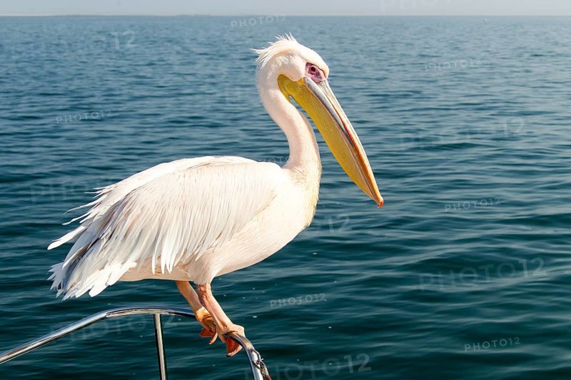 Great White Pelican (Pelecanus onocrotalus)