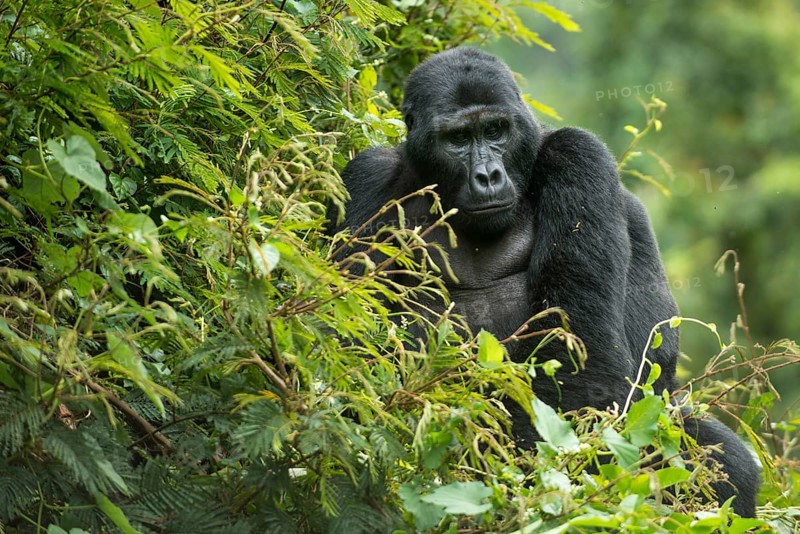 Mountain Gorilla (Gorilla beringei beringei)