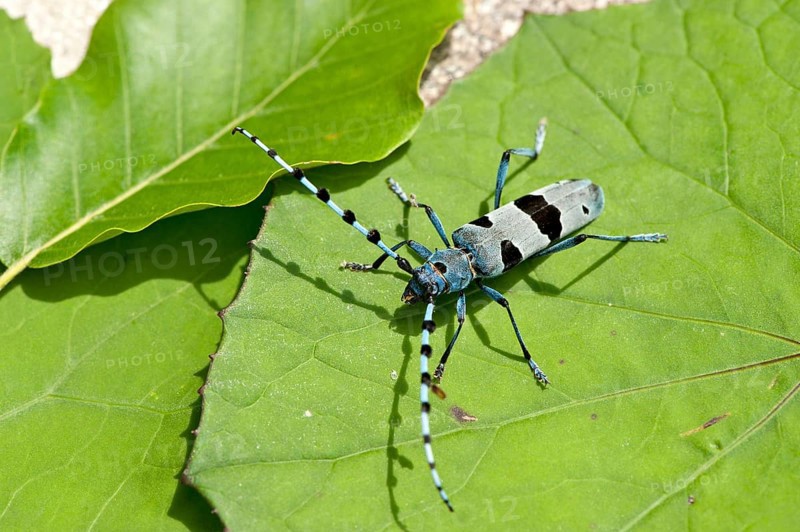 Rosalia longicorn (Rosalia alpina) on leaf