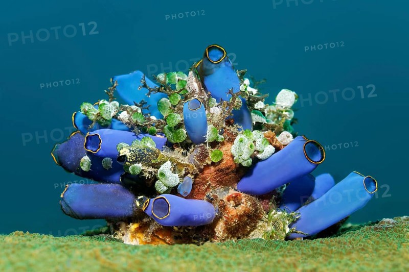 Small colony of various Sea Squirts (Tunicata)