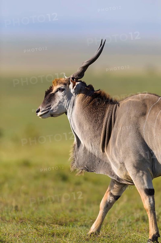 Common eland (Taurotragus oryx) in savanna