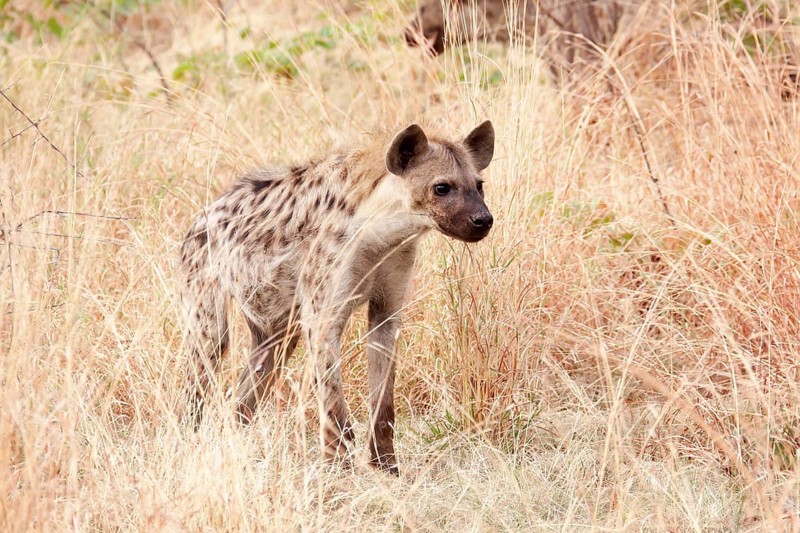 Spotted Hyena (Crocuta crocuta)