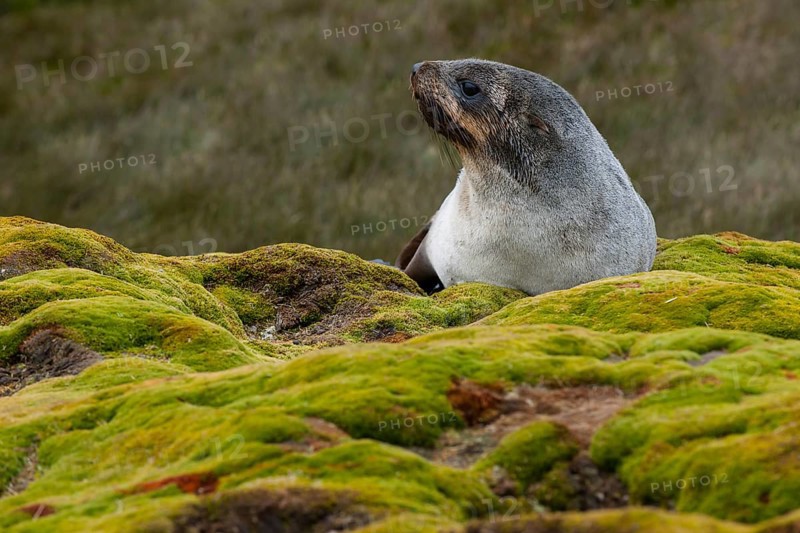 Antarctic Fur Seal (Arctocephalus gazella)