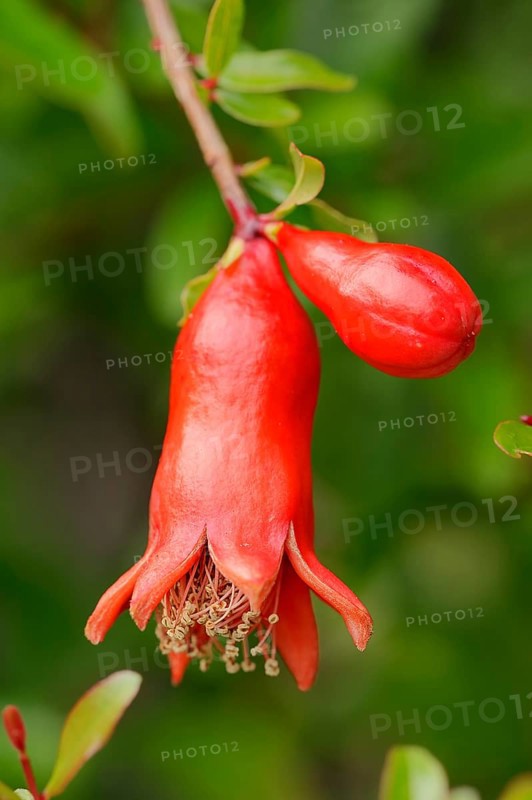 Dwarf Pomegranate (Punica granatum nana var)