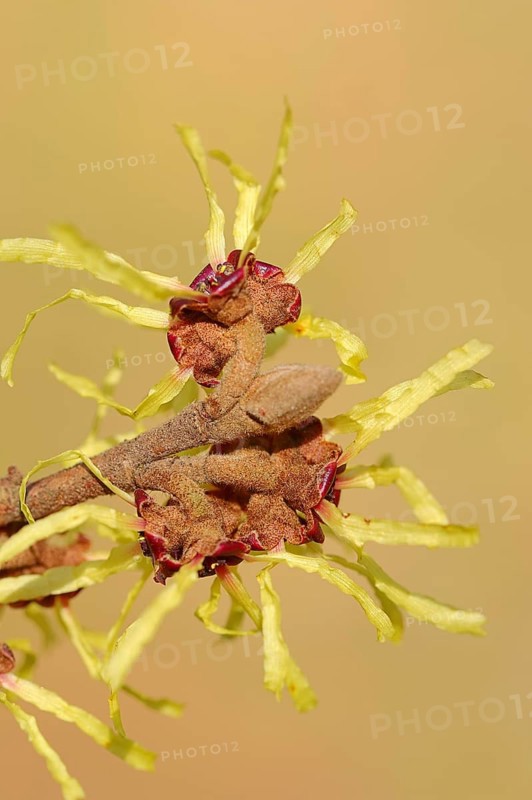 Chinese Witch Hazel (Hamamelis mollis)