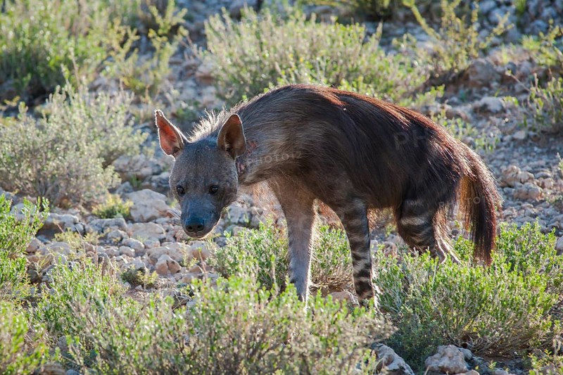 Brown Hyena (Parahyaena brunnea)