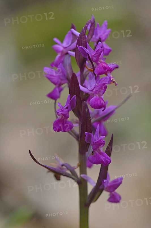Roman Orchid (Orchis romana)