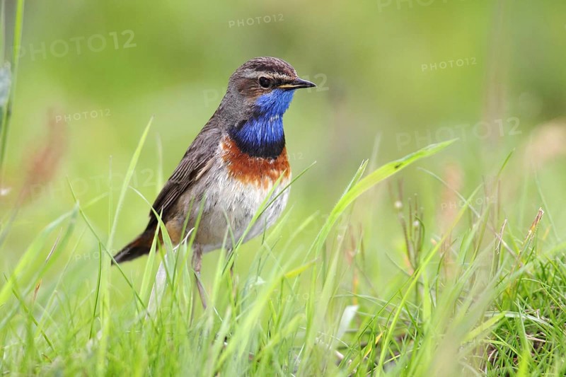 Bluethroat (Luscinia svecica cyanecula)