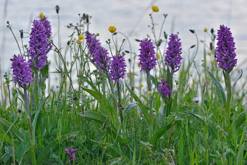 Western Marsh Orchid (Dactylorhiza majalis)