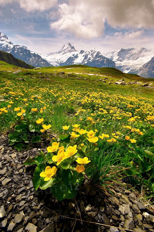 Alpine Marsh Marigolds (Caltha palustris)