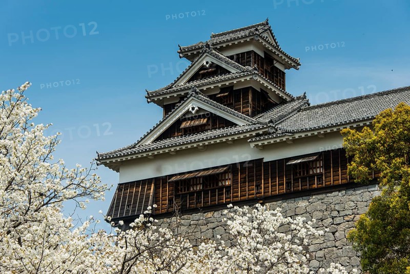Cherry trees at Kumamoto Castle