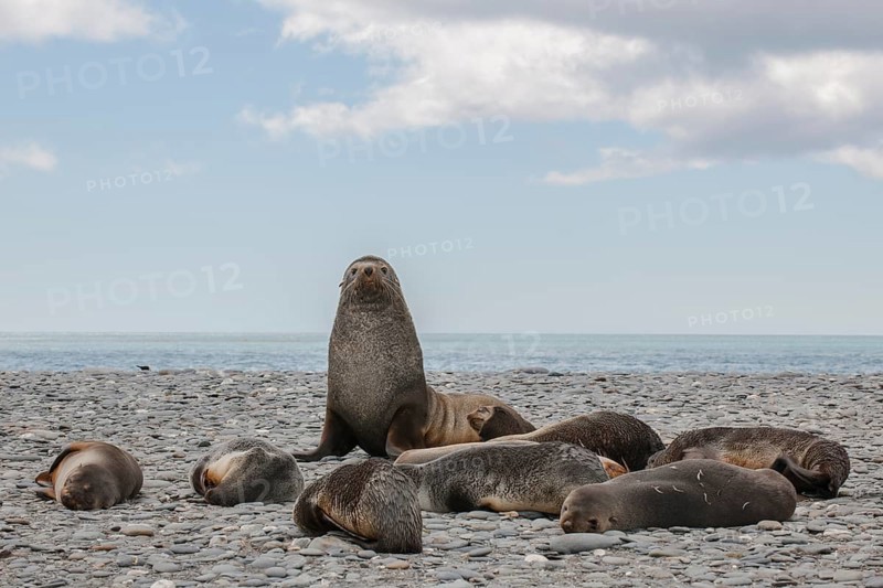 Antarctic Fur Seals (Arctocephalus gazella)