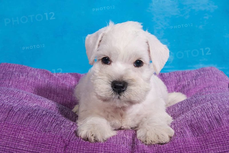White Miniature Schnauzer