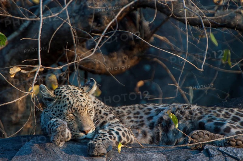 Sleeping Leopard (Panthera pardus)