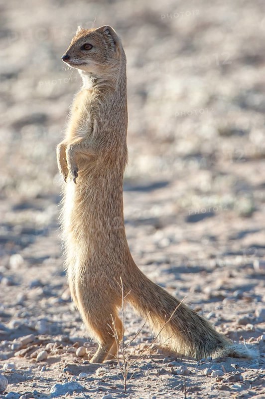 Mongoose (Cynictis penicillata)