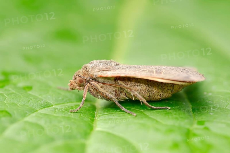 Lesser Yellow Underwing (Noctua comes)