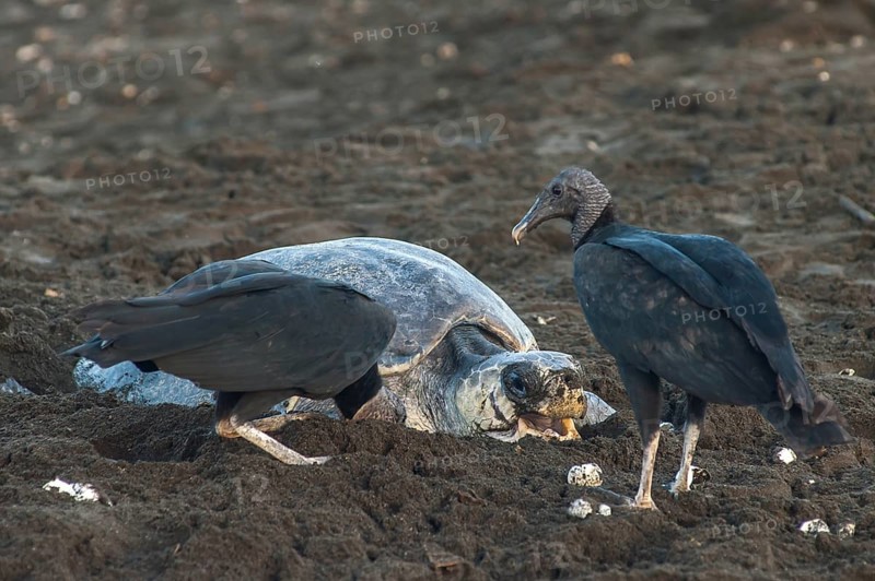 Black Vultures (Coragyps atratus) consuming freshly laid eggs of an Olive Ridley Sea Turtle (Lepidochelys olivacea)