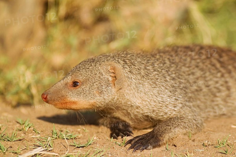 Banded Mongoose (Mungos mungo)