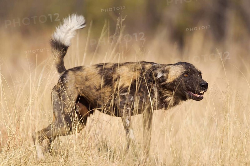 African Wild Dog (Lycaon pictus)