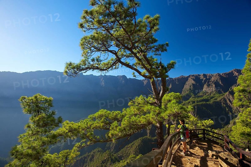 Canary Pines (Pinus canariensis) in the Parque Nacional de la Caldera de Taburiente at the Mirador de Las Chozas