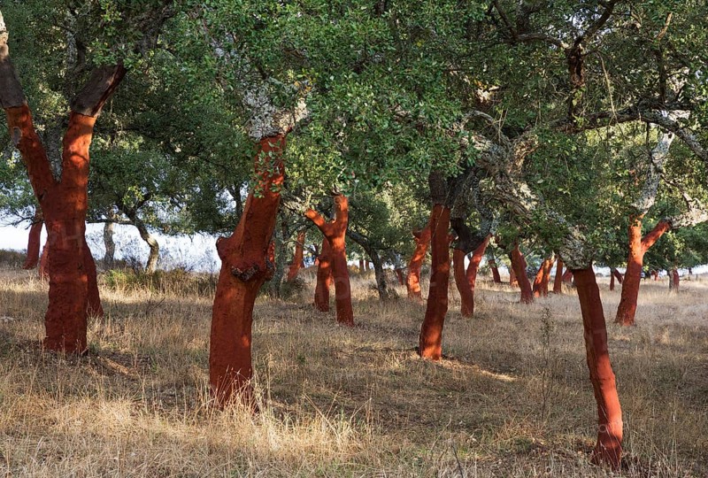 Recently stripped Cork Oaks (Quercus suber) in the Sierra de Grazalema