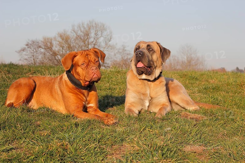 Dogue de Bordeaux or Bordeaux Mastiff and a Cane Corso Italiano lying on a meadow