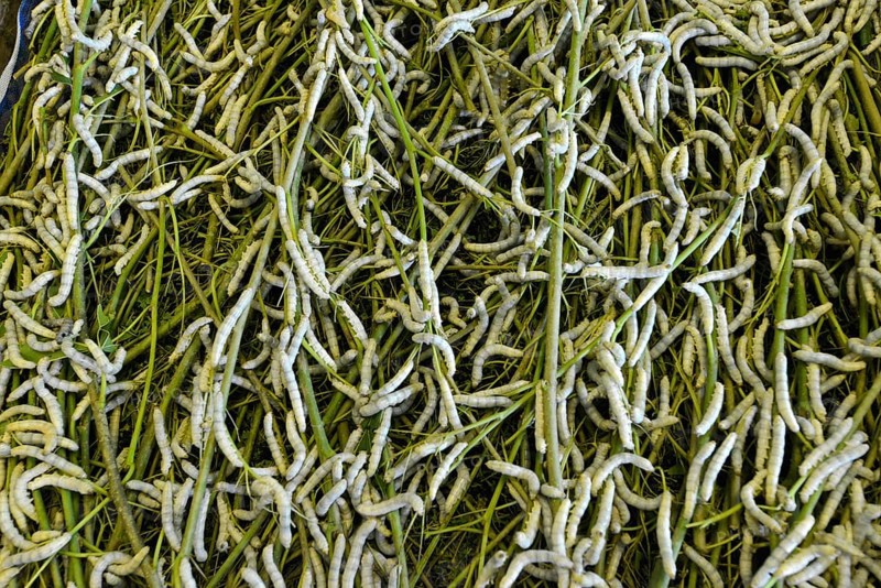 Silkworms (Bombyx mori) feeding on mulberry leaves