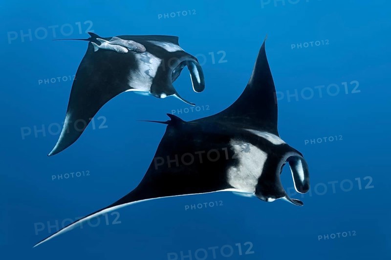 Two Reef manta rays (Manta alfredi)
