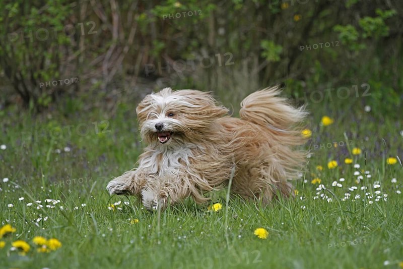 Running Tibetan Terrier