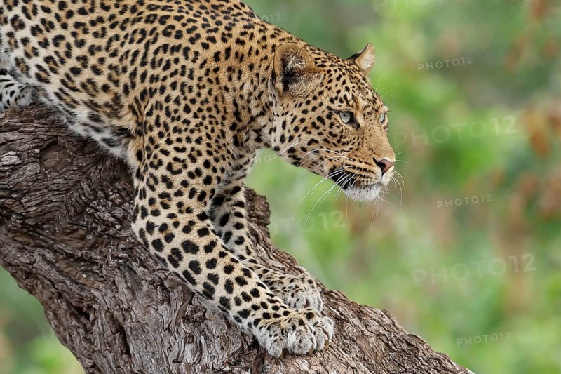 Leopard (Panthera pardus)