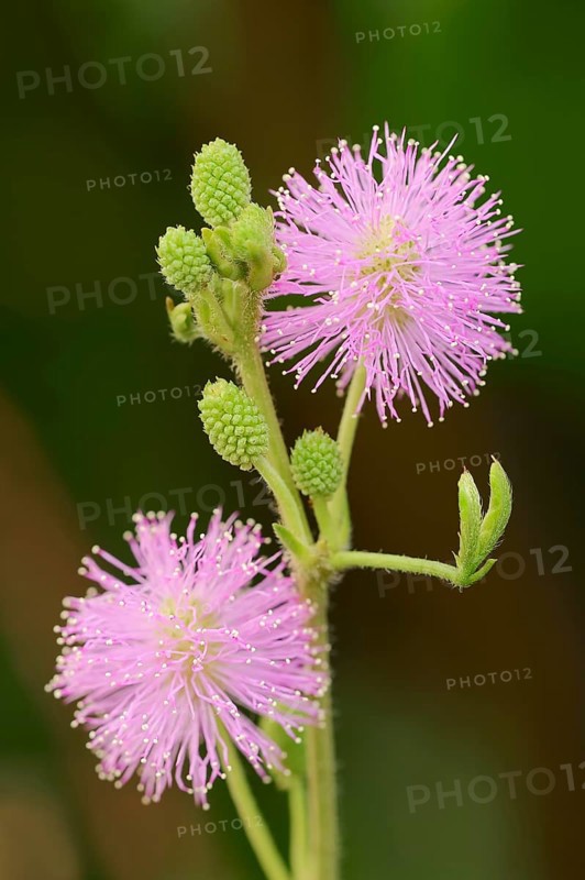Mimosa