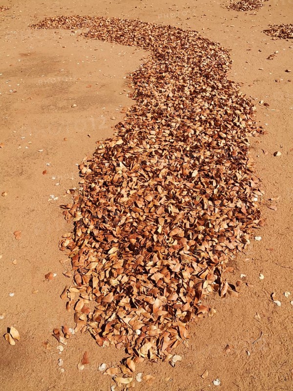 Fallen Mopane leaves (Colophospermum mopane)