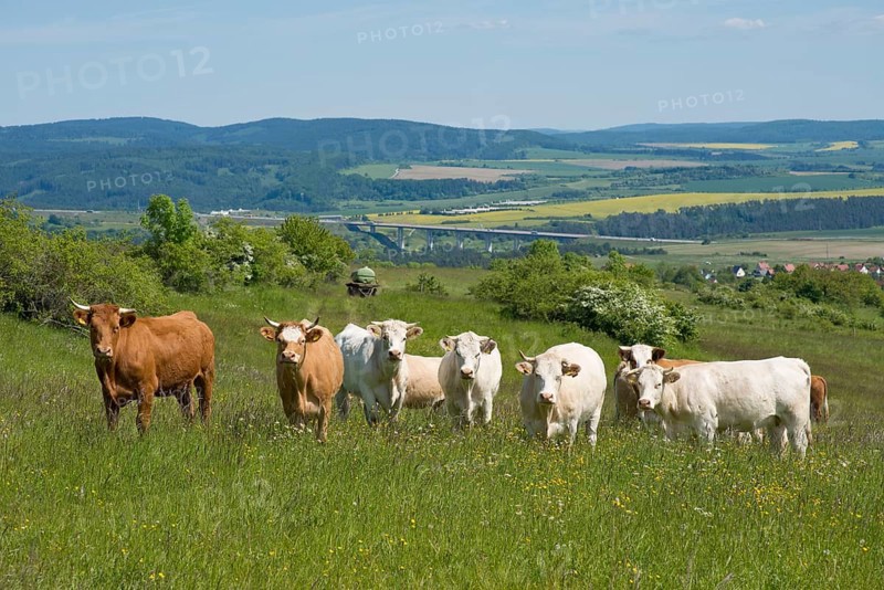Domestic cattle standing on a pasture
